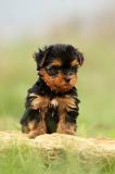 YORKSHIRE TERRIER 586